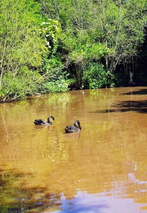 Tout Le Confort Au Milieu D'Un Parc Botanique Noyal-Muzillac Kültér fotó